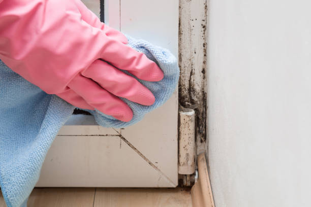 Best DIY Mold Remediation Support Services in Myrtle Grove, NC
